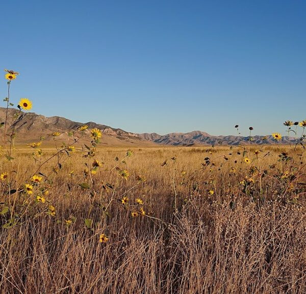 Dia 11 – Salt Lake City > Great Salt Lake > Tooele